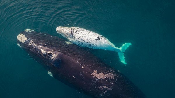 Quelle croisière propose des excursions pour observer les baleines grises en Californie?